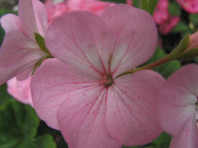 Pink Geranium Flower — Calm, Spring, Photograph, Green Leaves, Flower Buds