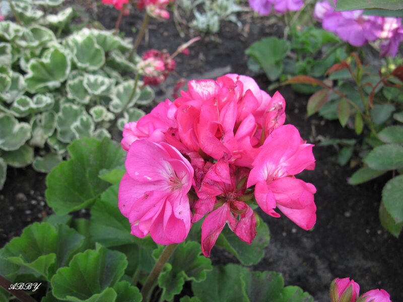 Pink Geranium Flower — Calm, Spring, Photograph