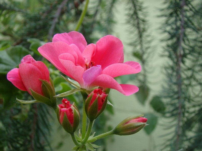Pink Geranium Flower — Calm, Spring