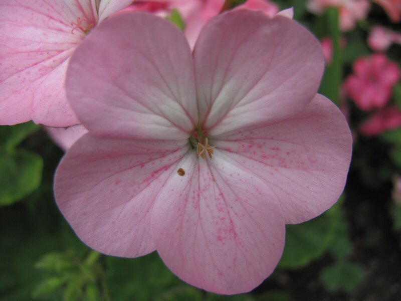 pink geranium flower close-up