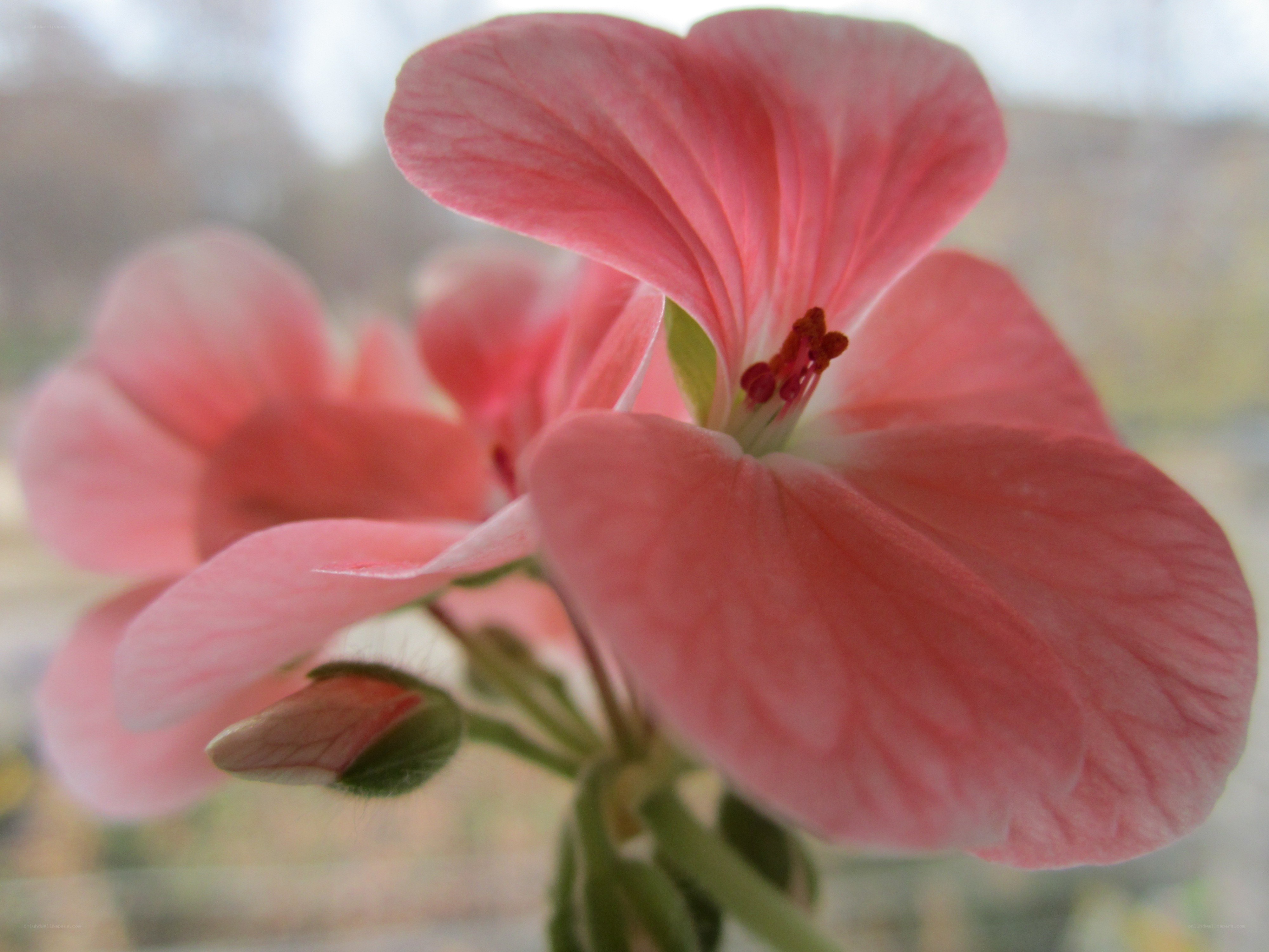 Pink geranium flower close-up