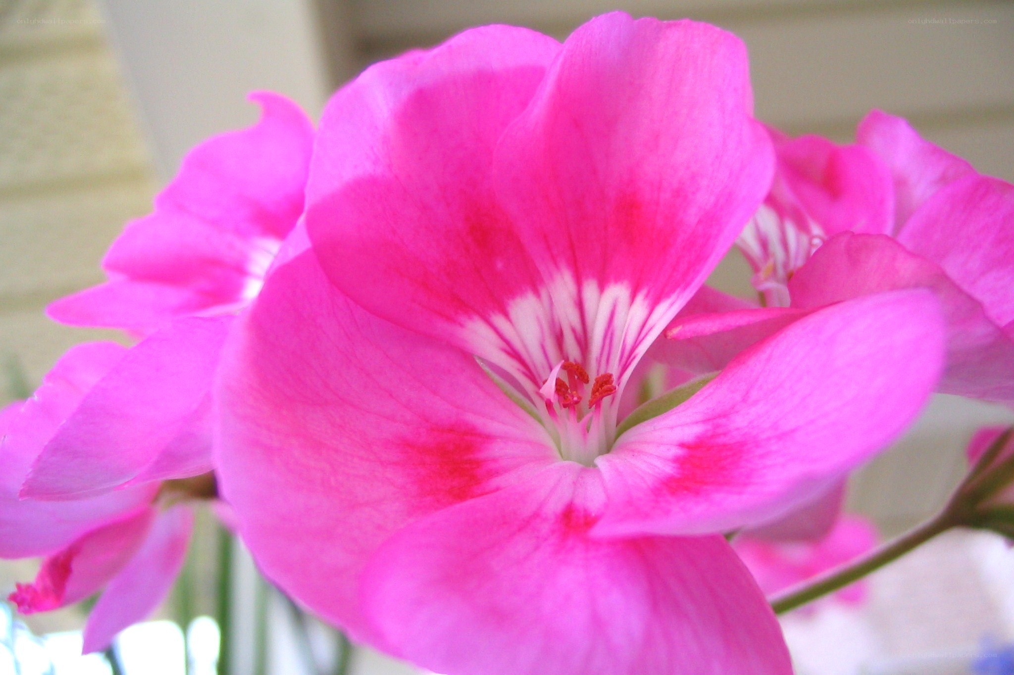 Pink geranium flower close-up
