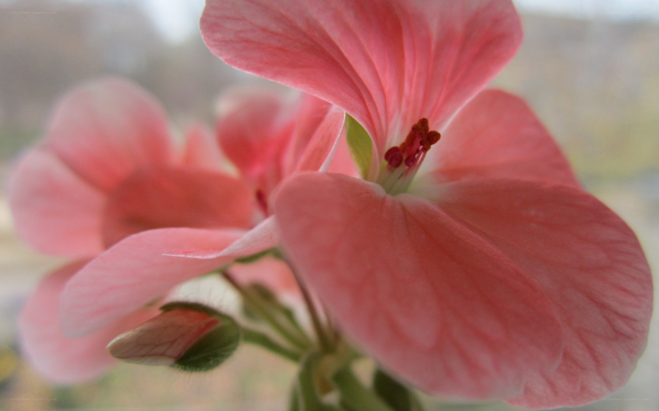 Pink geranium flower close-up
