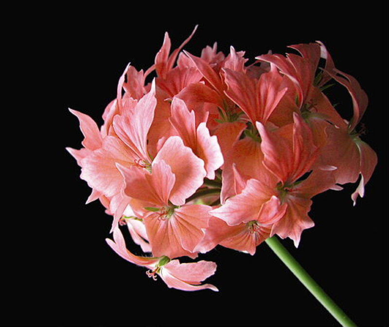Pink geranium flower cluster