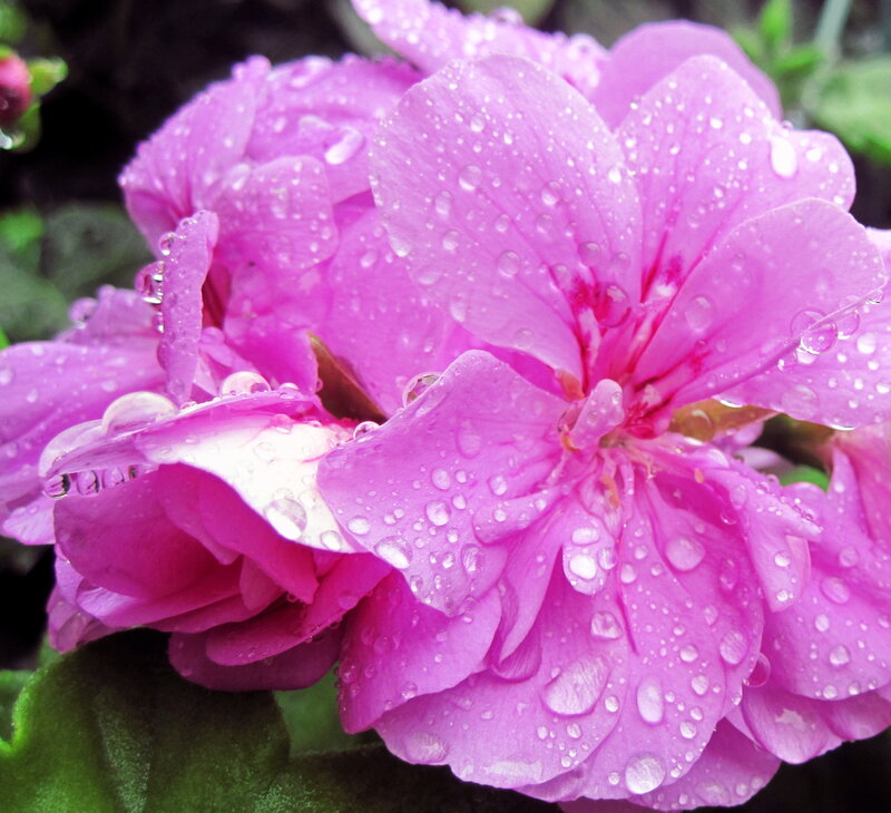 Pink Geranium Flower — Fresh