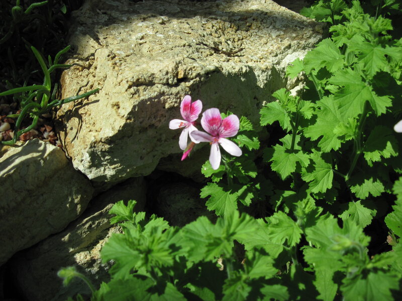 Pink Geranium Flower — Green, Serene