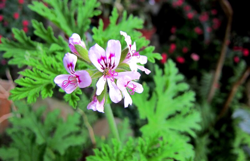 Pink Geranium Flower — Green