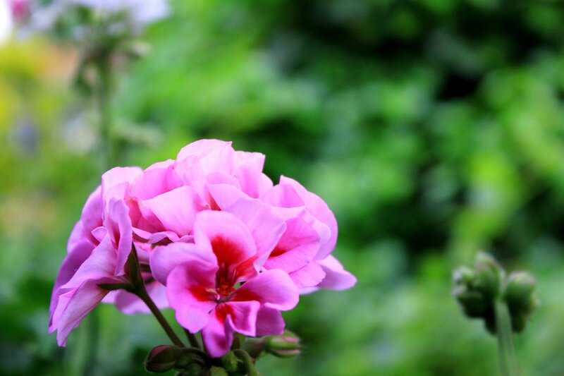 Pink geranium flower in bloom