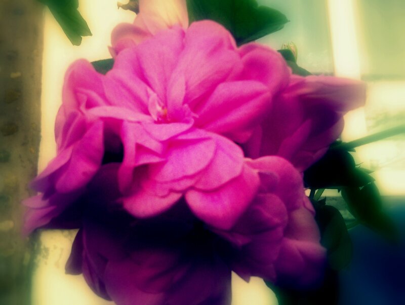 Pink Geranium Flower — Magenta