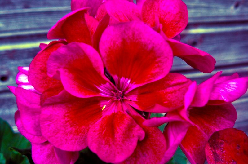 Pink Geranium Flower — Magenta, Vibrant