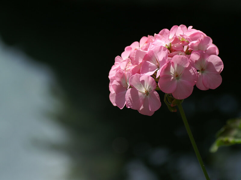 Pink Geranium Flower — Serene, Afternoon, Photograph