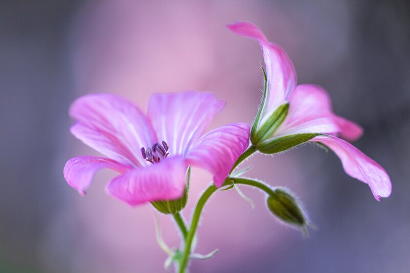 Pink Geranium Flower — Serene, Photograph, Bud, Stem