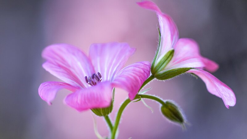 Pink Geranium Flower — Serene, Photograph, Bud