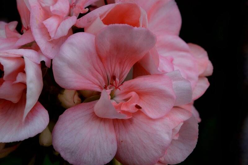 Pink Geranium Flower — Serene, Photograph, Petals