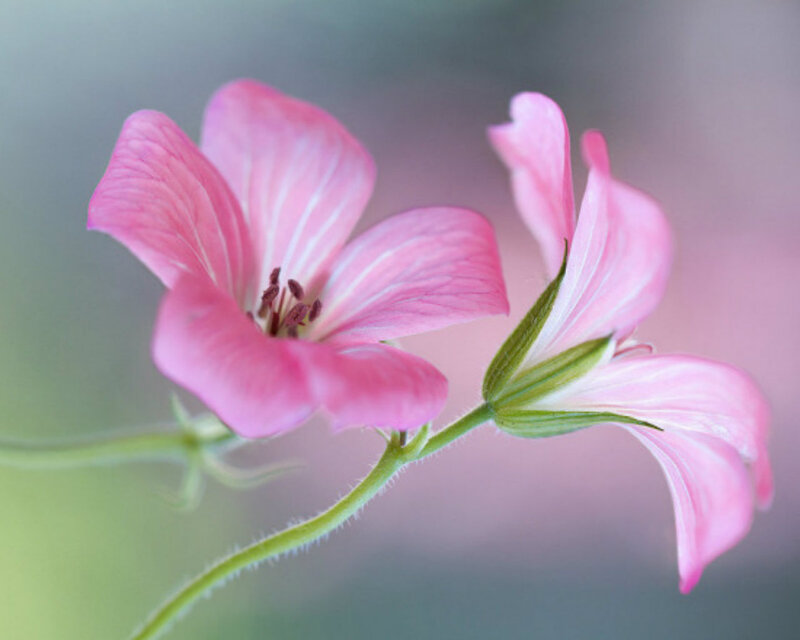 Pink Geranium Flower — Serene, Photograph, Stem