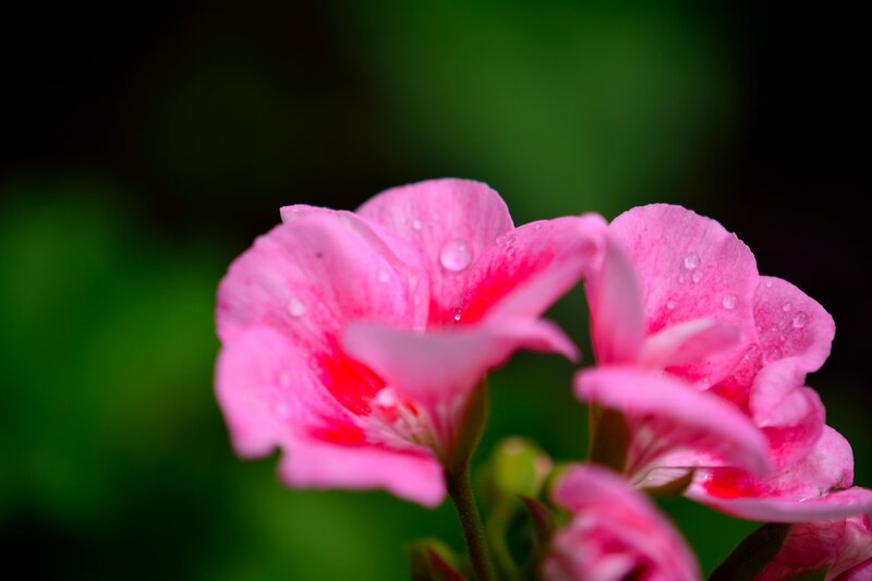 Pink Geranium Flower — Serene, Photograph
