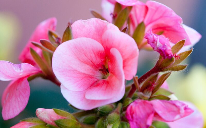 Pink Geranium Flower — Serene, Spring
