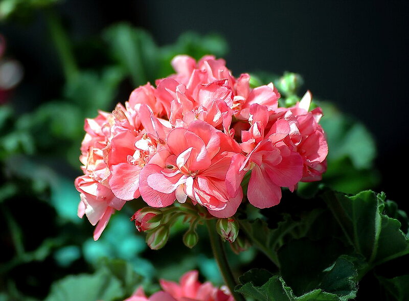 Pink Geranium Flower — Serene