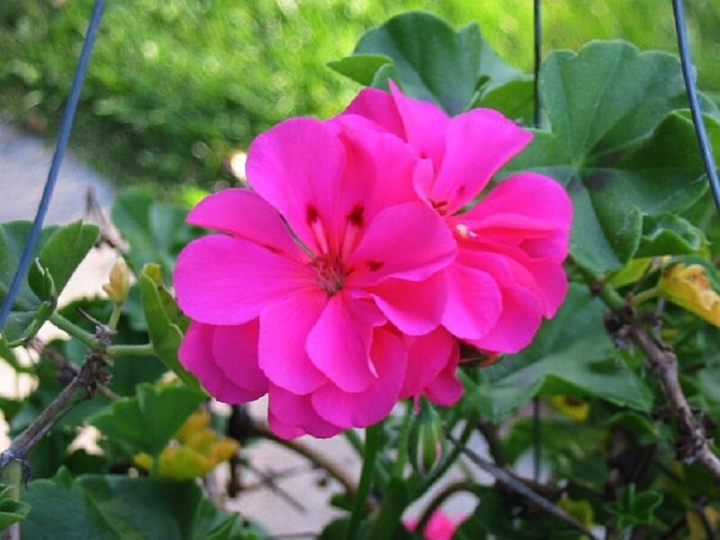 pink geranium flower