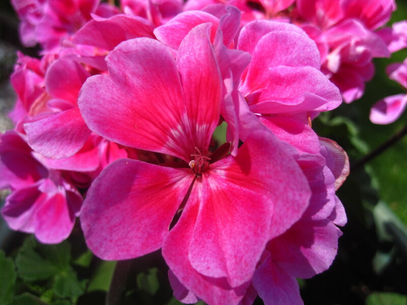 Pink Geranium Flower — Vibrant
