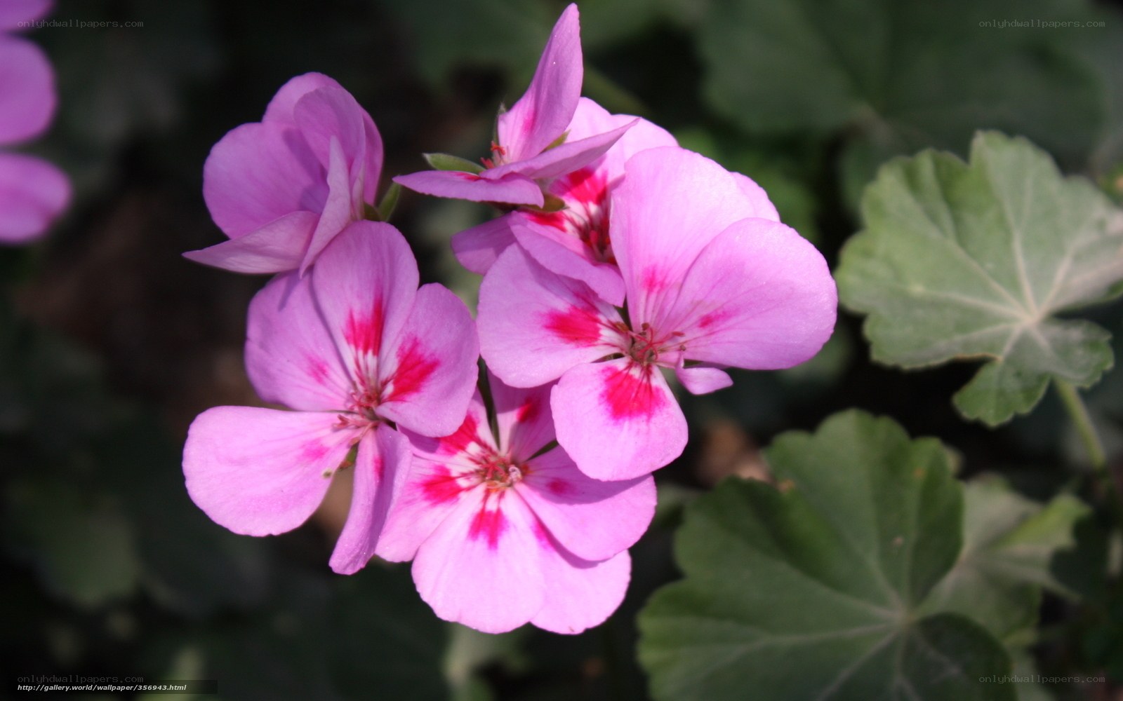 Pink geranium flowers