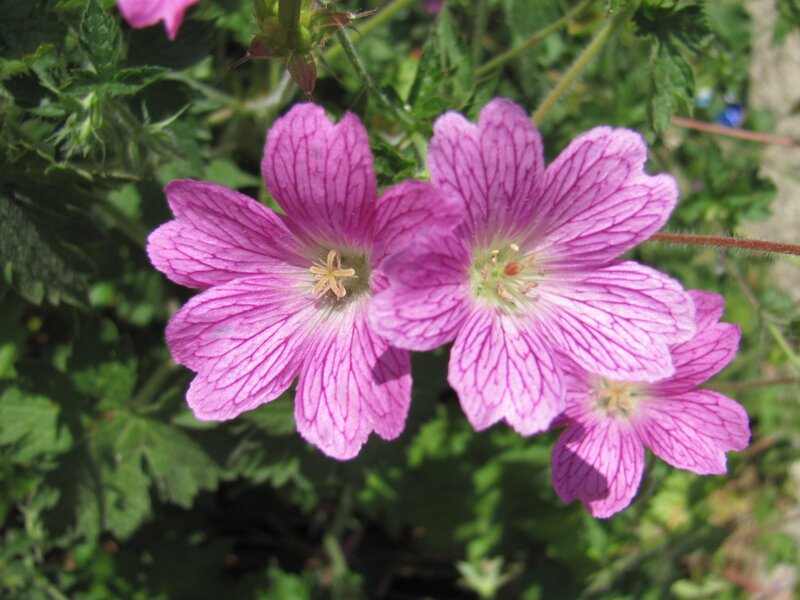 pink geranium flowers