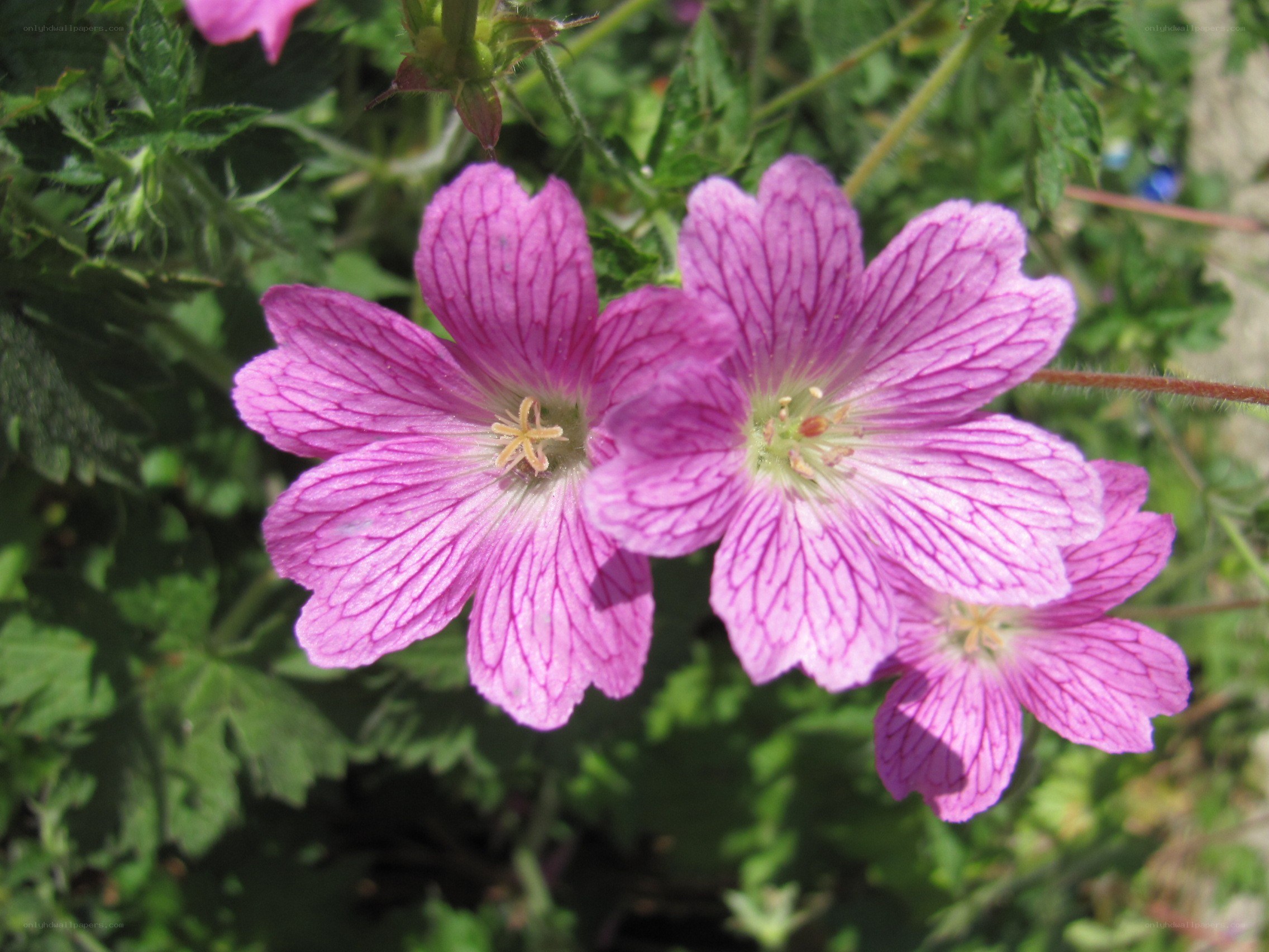 pink geranium flowers