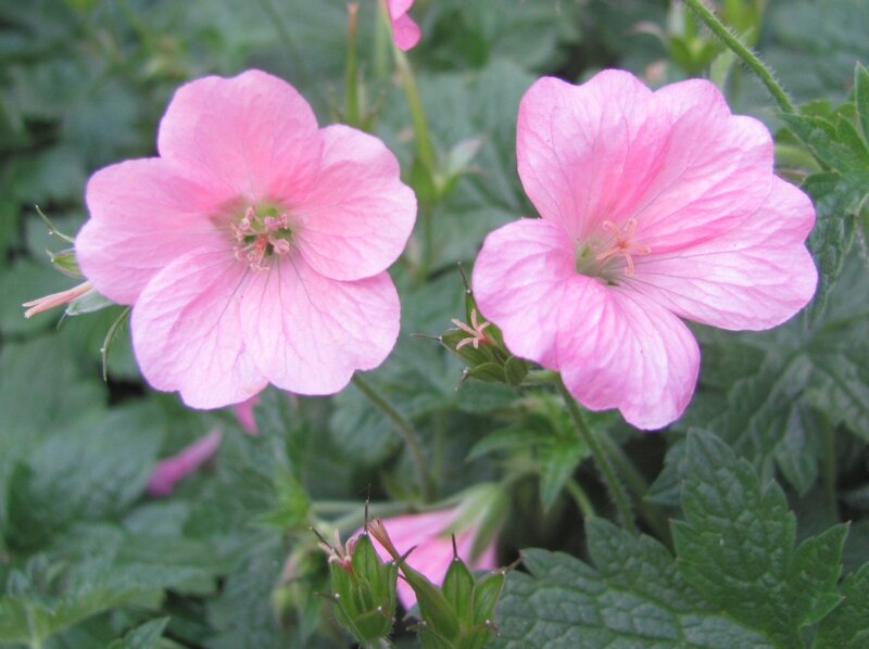 Pink geranium flowers