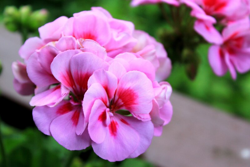 pink geranium flowers