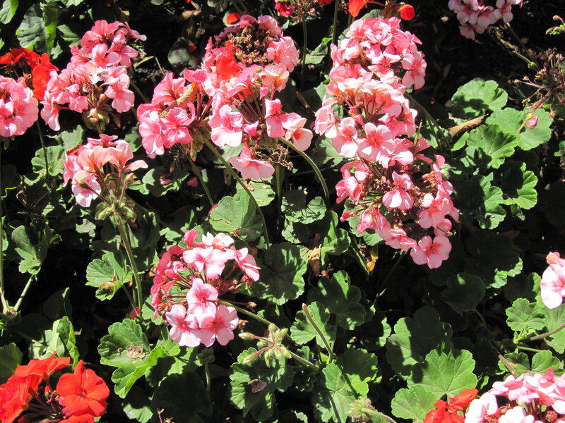 Pink Geranium Flowers — Bright, Afternoon