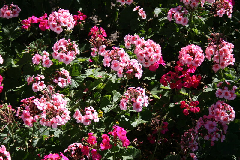 Pink Geranium Flowers — Bright