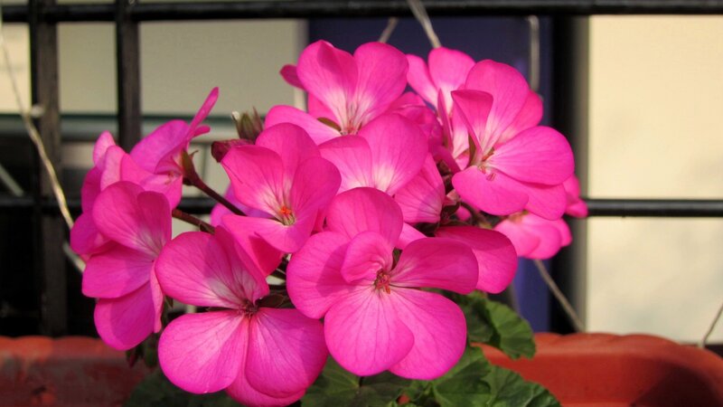Pink Geranium Flowers — Calm, Afternoon, Photograph, Flower Pot