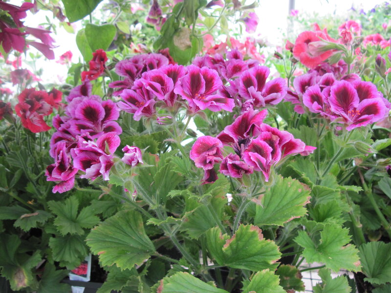 Pink Geranium Flowers — Calm, Afternoon, Photograph, Green Leaves, Bloom