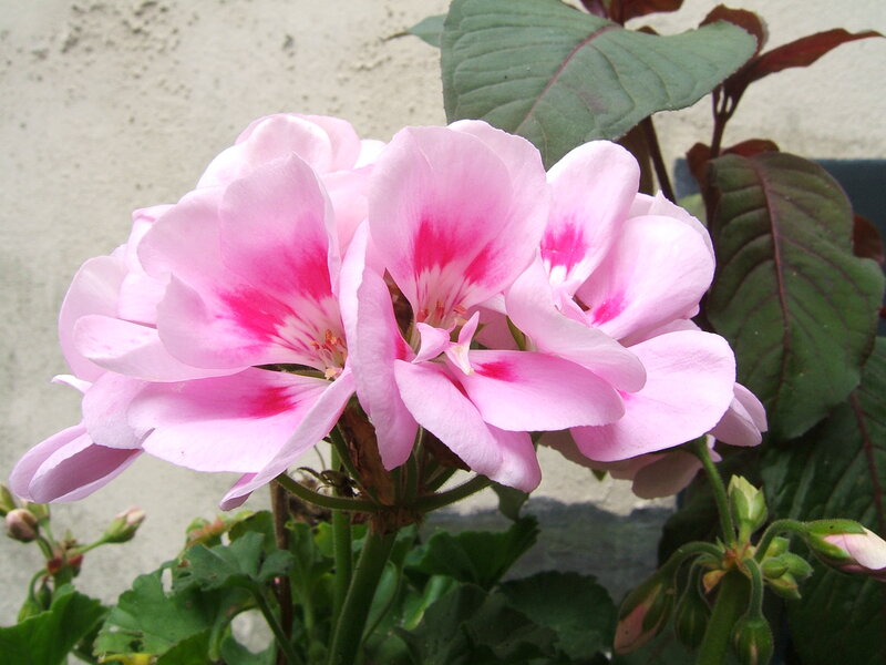 Pink Geranium Flowers — Calm, Afternoon, Photograph, Green Leaves, Flower Buds, Wall
