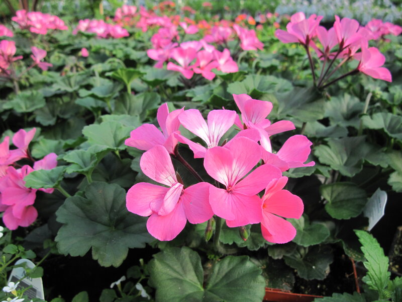 Pink Geranium Flowers — Calm, Afternoon, Photograph, Green Leaves, Flower Pots