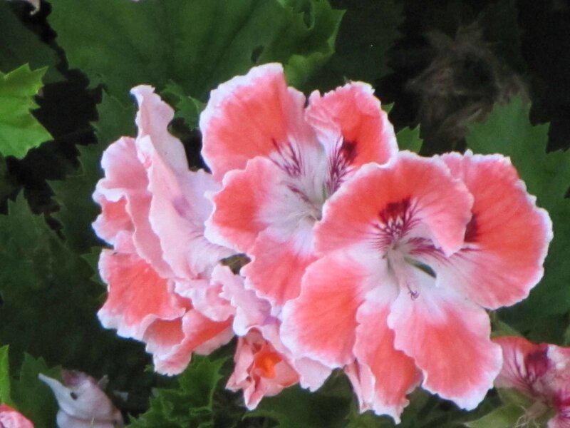 Pink Geranium Flowers — Calm, Afternoon, Photograph, Green Leaves