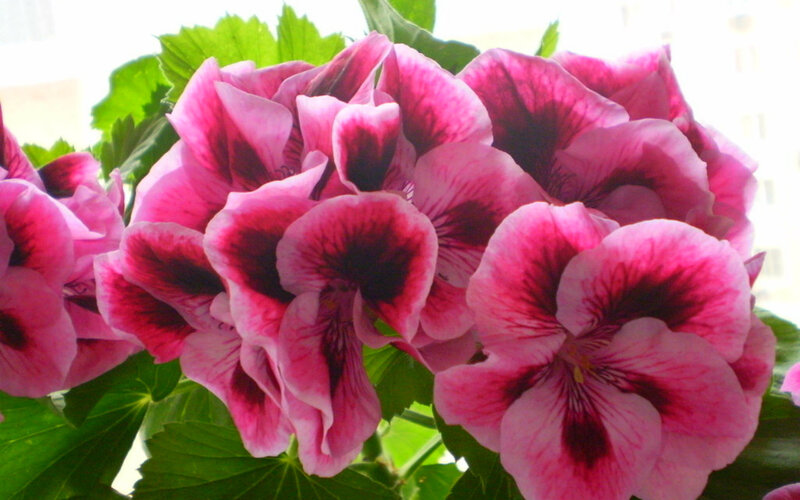 Pink Geranium Flowers — Calm, Afternoon, Photograph, Green Leaves, Window