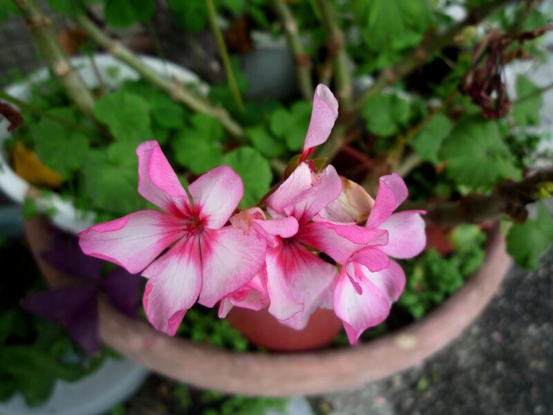 Pink Geranium Flowers — Calm, Afternoon, Photograph, Potted Plant