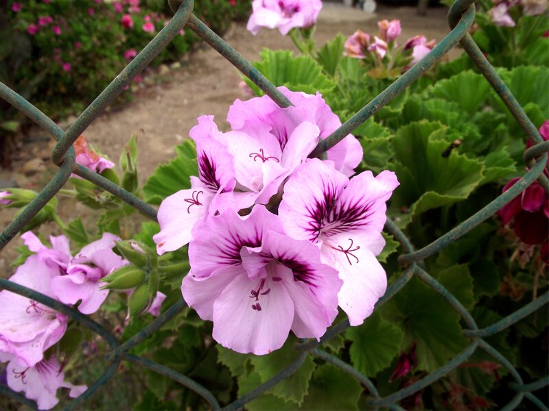 Pink Geranium Flowers — Calm, Afternoon, Photograph