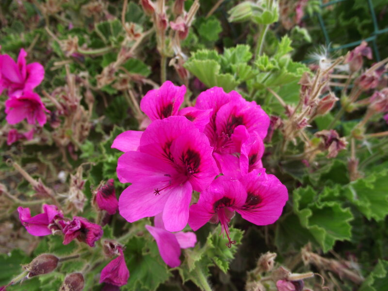Pink Geranium Flowers — Calm, Afternoon