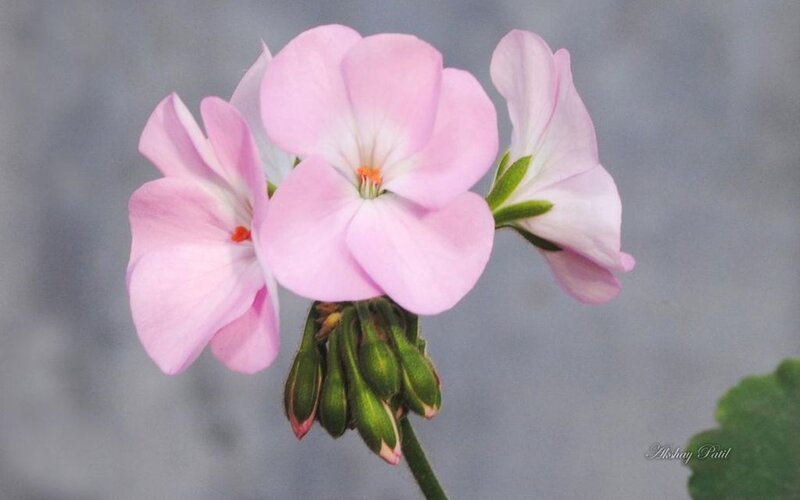 Pink Geranium Flowers — Calm, Photograph, Buds