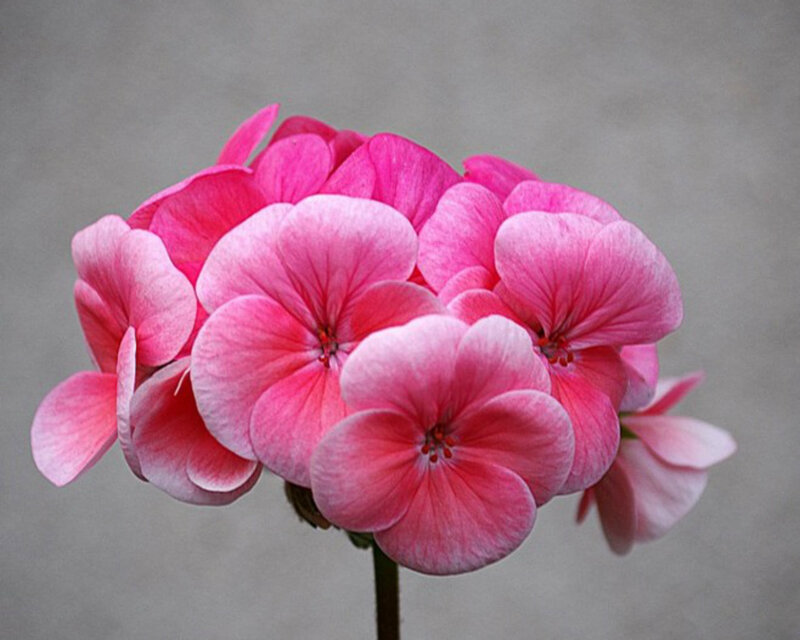 Pink Geranium Flowers — Calm, Photograph, Flower