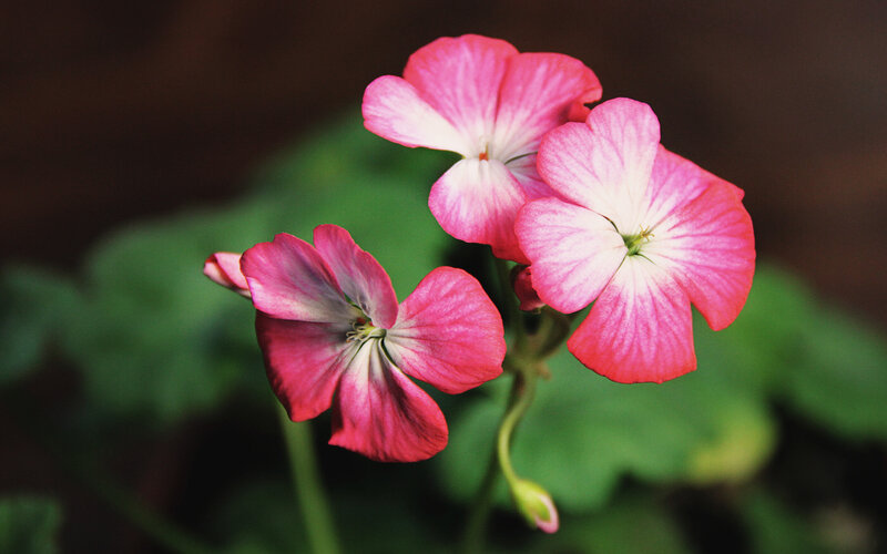 Pink Geranium Flowers — Calm, Photograph, Green Leaves, Flower Bud