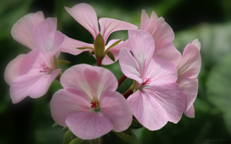 Pink Geranium Flowers — Calm, Photograph, Green Leaves