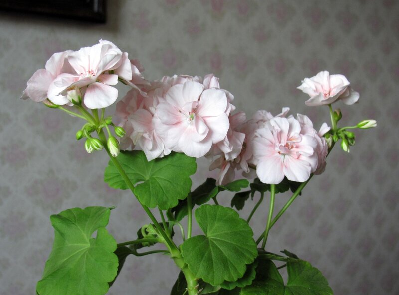 Pink Geranium Flowers — Calm, Photograph, Green Leaves, Wallpaper