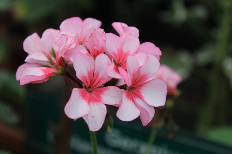 Pink Geranium Flowers — Calm, Photograph, Green Stems