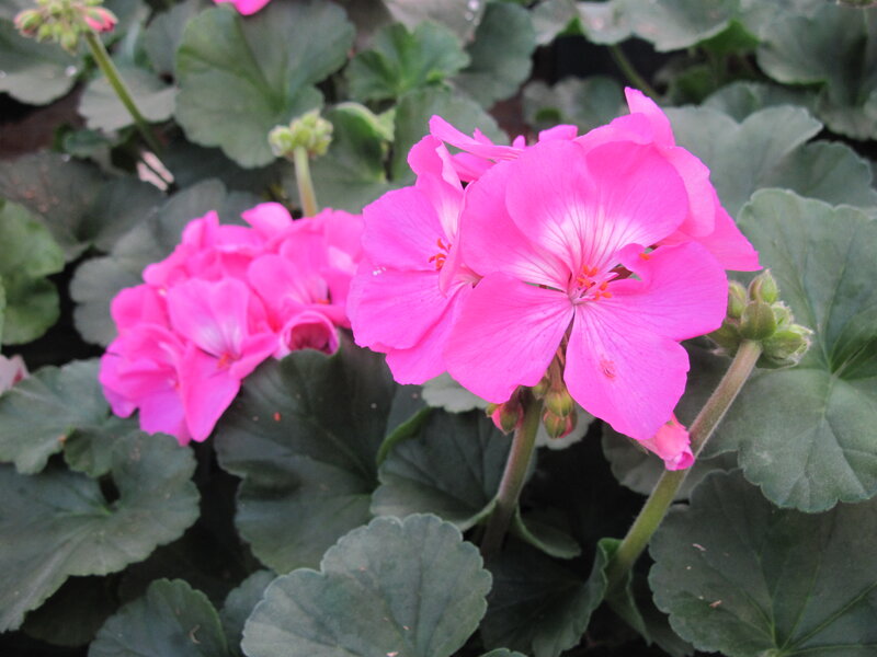 Pink Geranium Flowers — Calm, Photograph, Leaves