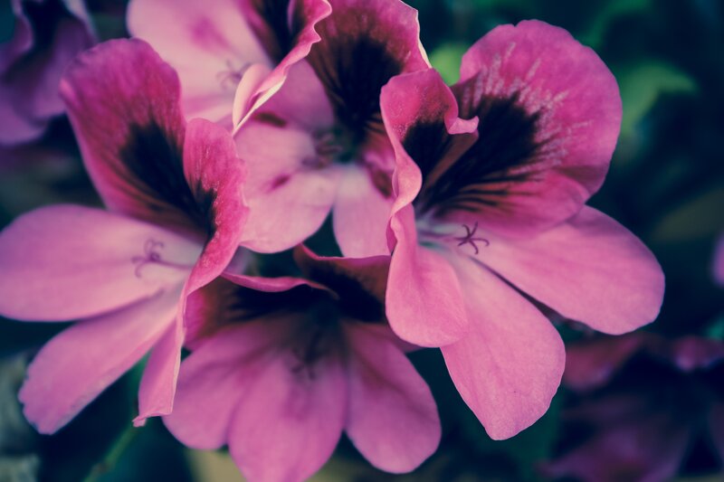 Pink Geranium Flowers — Calm, Photograph, Petals