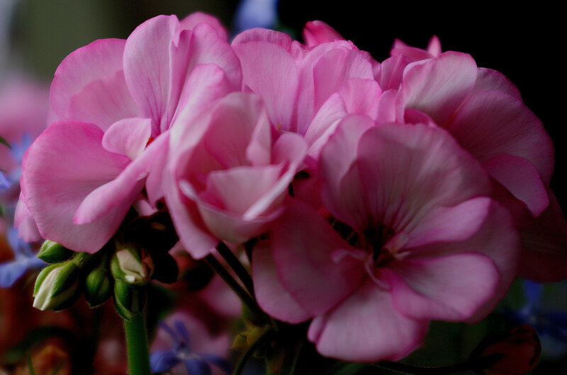 Pink Geranium Flowers — Calm, Photograph