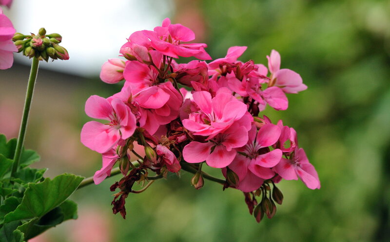 Pink Geranium Flowers — Calm, Spring, Photograph, Buds